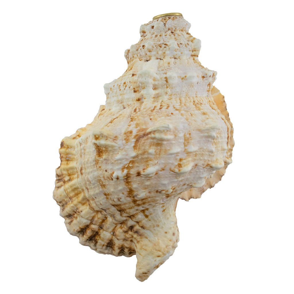 Imperfect - PAIR of 9.5" Frog Horn Conch Shells