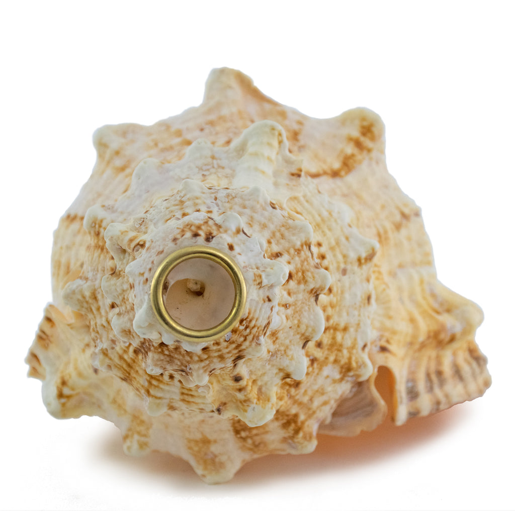 Imperfect - PAIR of 9.5" Frog Horn Conch Shells