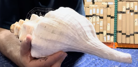 Sample - 12" Horse Conch Shell Horn