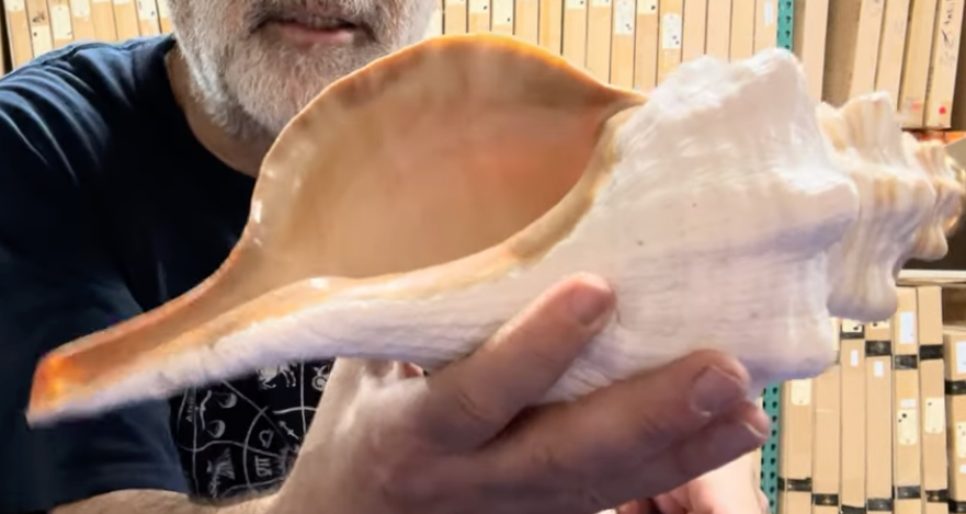 Sample - 12" Horse Conch Shell Horn