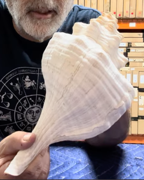 Sample - 12" Horse Conch Shell Horn