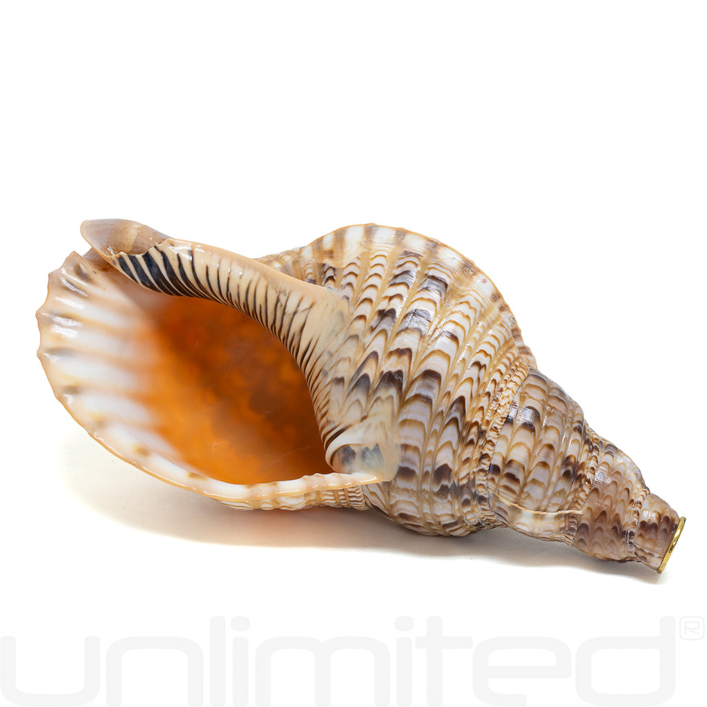 Unlimited Triton Shells