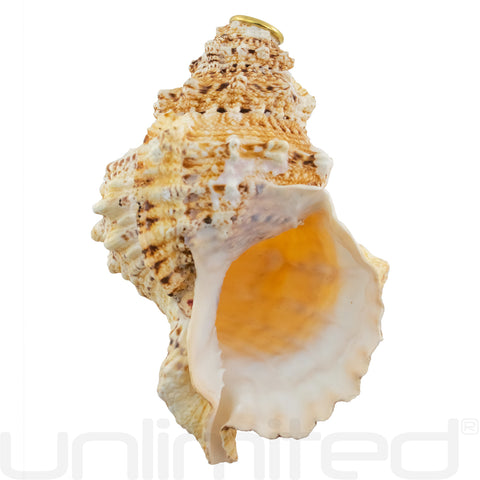 Giant Frog Horn Conchs