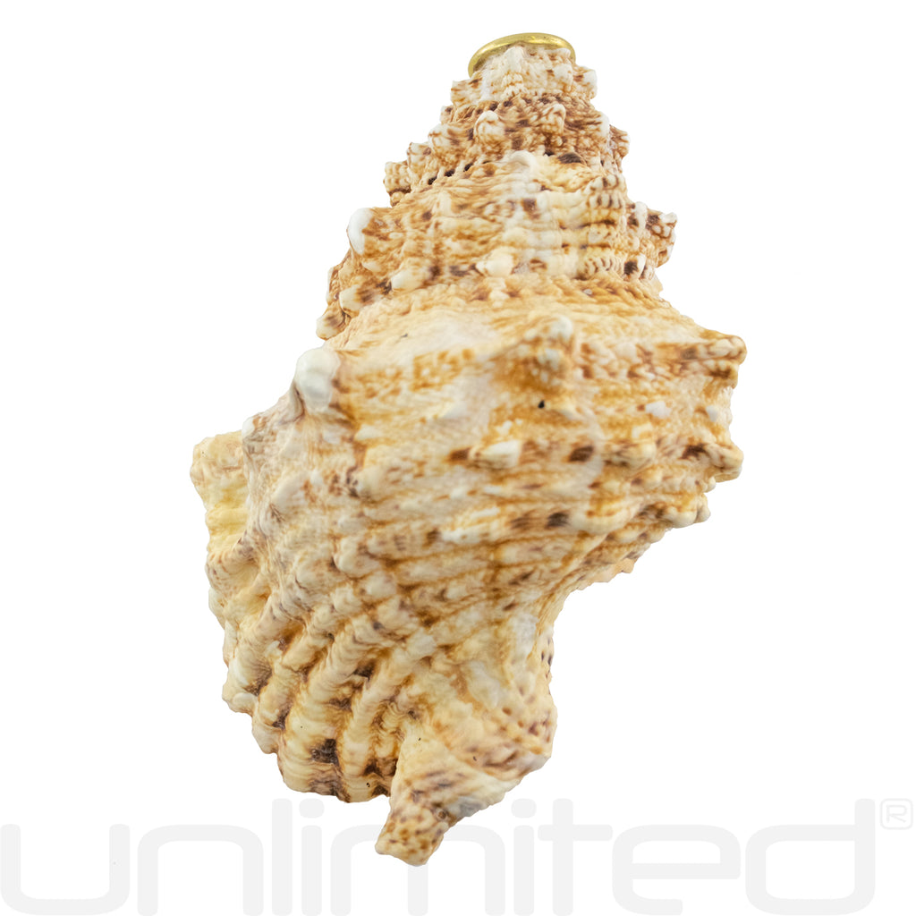 Giant Frog Horn Conchs