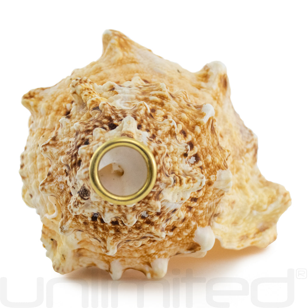 Giant Frog Horn Conchs