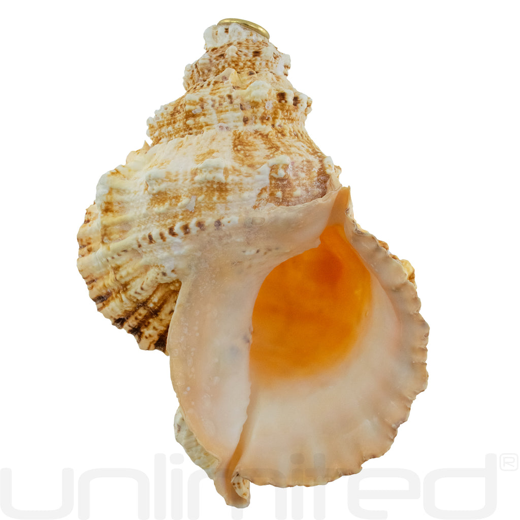 Giant Frog Horn Conchs